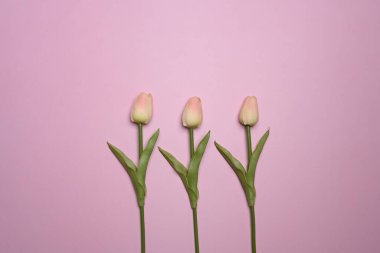 Pembe pastel arka planda pembe lale..