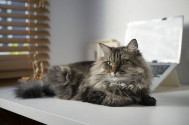 Modern evdeki beyaz masada yatan sevimli bir kedi..