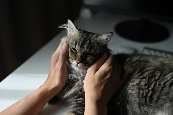 Man Hands Holding Lovely Cat White Table Home — Stockfoto