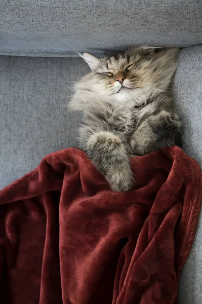 Pisică Frumoasă Care Doarme Canapea Gri Confortabilă — Fotografie, imagine de stoc