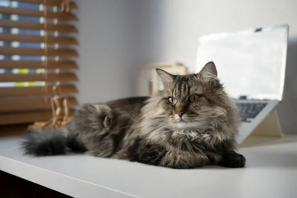 かわいい猫は現代の家の白いテーブルの上に横たわっている — ストック写真