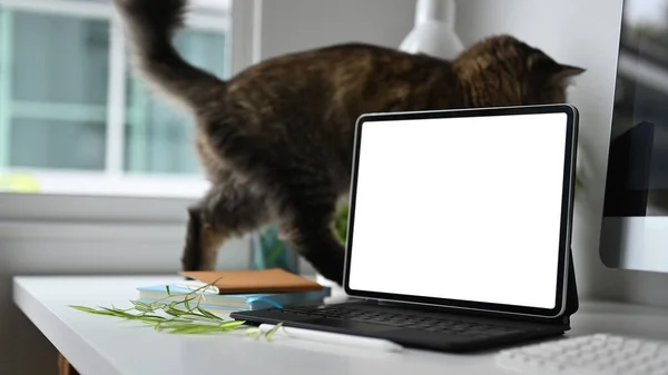 A laptop with blank screen and cat on white desk with stationery equipment.