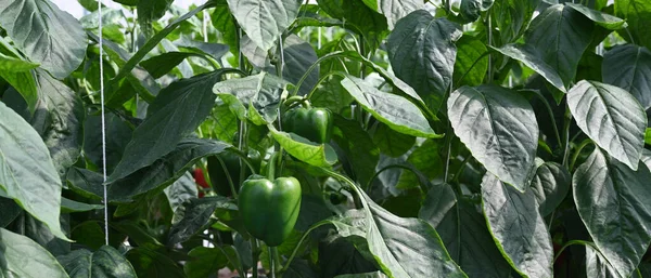 Panoramatický Pohled Zdravou Zelenou Papriku Rostoucí Rostlině Čerstvými Zelenými Listy — Stock fotografie