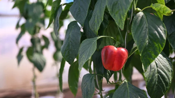 Detailní Záběr Červené Papriky Zemědělském Poli — Stock fotografie