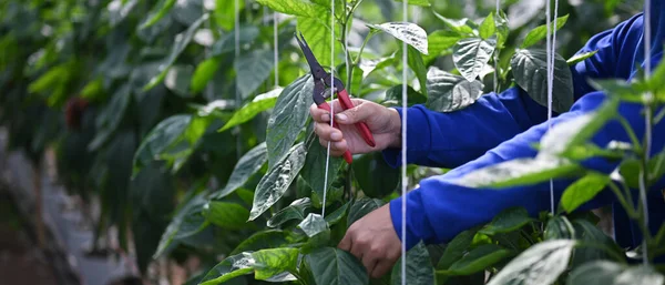 Bahçıvanın Elinde Budama Makası Serayı Budayarak Yeşil Bitkileri Budadığı Yakın — Stok fotoğraf
