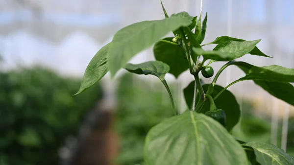 Zblízka Pohled Malé Zelené Papriky Rostoucí Rostlině Skleníku — Stock fotografie