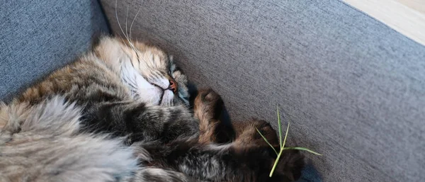 Piękny Kot Śpi Wygodnej Kanapie Salonie — Zdjęcie stockowe