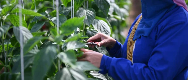 Close Zicht Tuinman Handen Snoeien Groene Planten Met Snoeischaar — Stockfoto