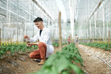 Agronomist serada toprak kalitesini kontrol ediyor.