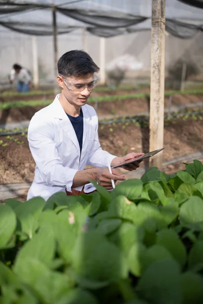 Hardal Ispanak serasında tablet kullanan erkek araştırmacılar.