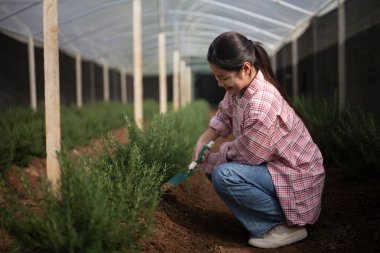 Biberiye serasında fidelerle ilgilenen genç bir kadın..