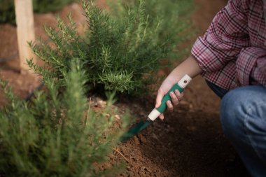 Bahçıvan biberiye bahçesindeki toprağı gevşetmek için, fotoğrafı kapat...