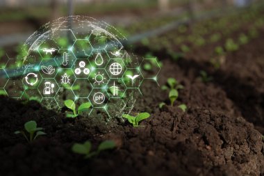 Hassas tarım, sürdürülebilirlik ve iklim izleme için dijital veri ikonları tarafından korunan fideleri gösteren küresel akıllı tarım kavramı.