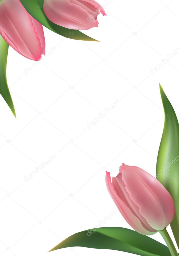 Flowers, frame, tulip, congratulations