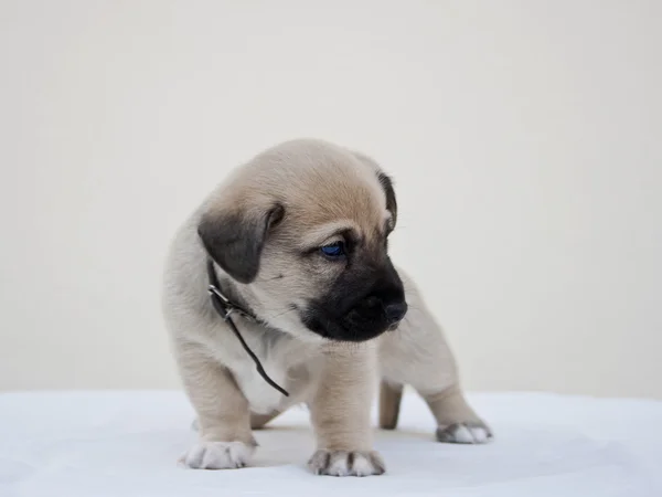 Piccolo cucciolo chiedendo la fotocamera — Foto Stock