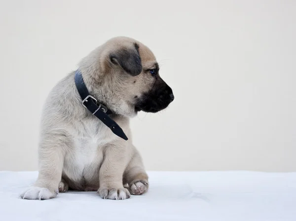 Piccolo cucciolo chiedendo la fotocamera — Foto Stock