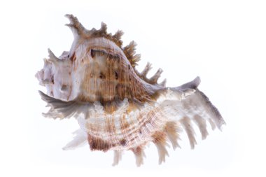 beyaz arkaplanda deniz kabuğu