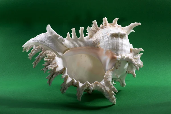 Sea shell on a green background — Stock Photo, Image