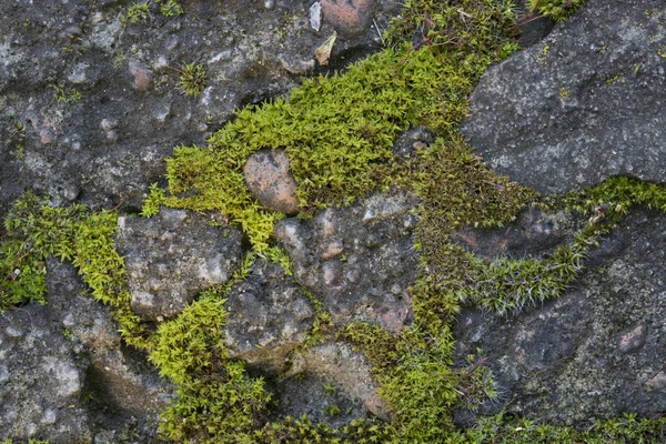 Moss na superfície de concreto closeup — Fotografia de Stock