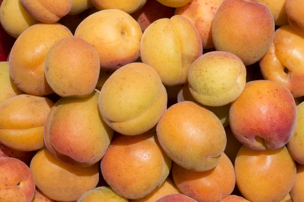 Hasat olgun kayısı yakın çekim                                                       