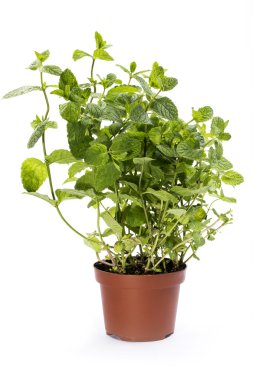 Beyaz zemin üzerinde bir tencerede kokulu nane fırçalayın                                           