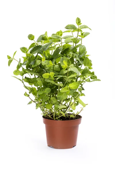 Scrub scented mint in a pot on a white background — Stock Photo, Image