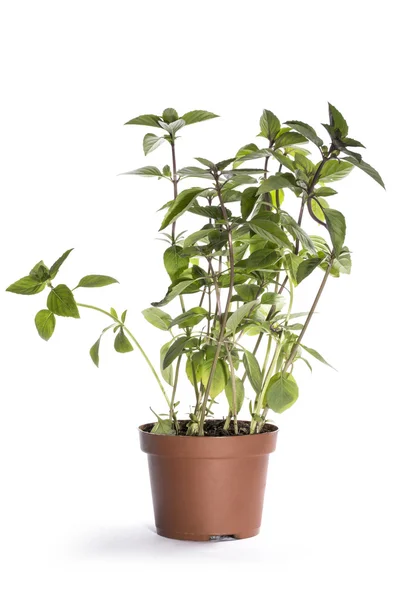 The bush of basil in a pot on a white background — Stock Photo, Image