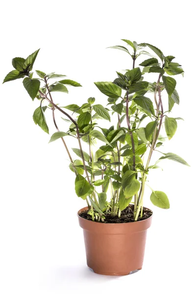 The bush of basil in a pot on a white background — Stock Photo, Image