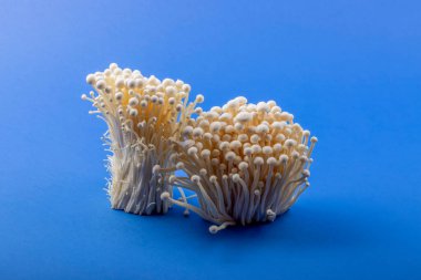 Mavi Arkaplanda Yenilebilir Enokitake Mantarı Hasat Et