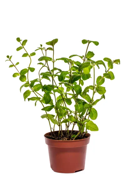 Bush Fragrant Mint Pot White Background — Stock Photo, Image