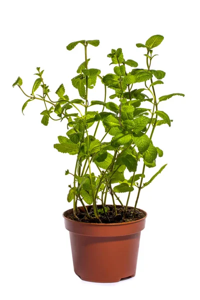 Bush Fragrant Mint Pot White Background — Stock Photo, Image