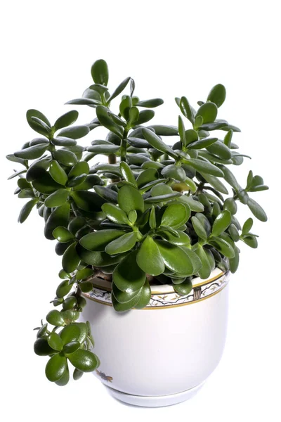 Houseplant Crassula Flower Pot White Background — Stock Photo, Image