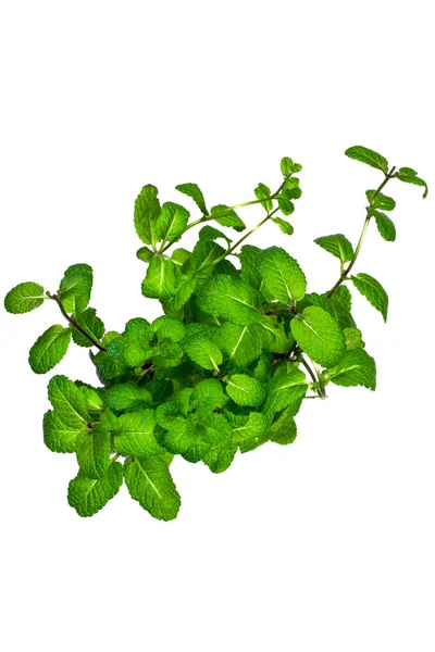 Bush Fragrant Mint White Background Top View — Stock Photo, Image