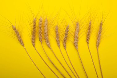 Sarı zemin üzerinde olgun buğday başakları