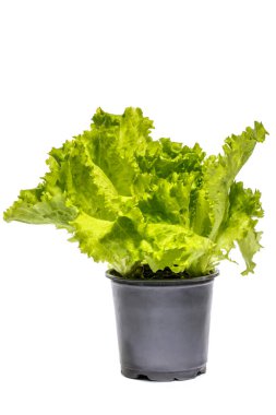 Beyaz arka planda yeşil marul çalısı