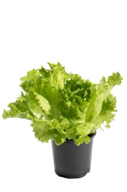 Beyaz arka planda yeşil marul çalısı