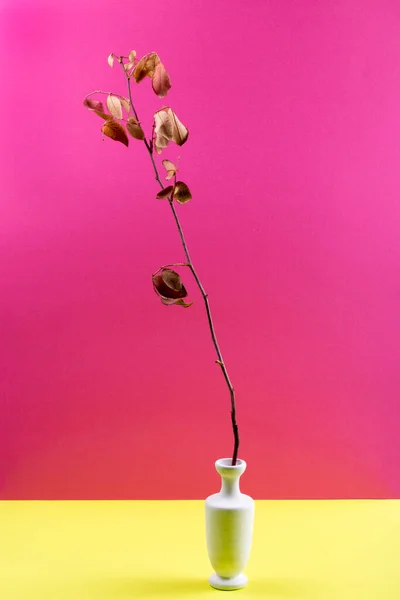 Nature Morte Avec Vase Blanc Une Branche Aux Feuilles Sèches — Photo