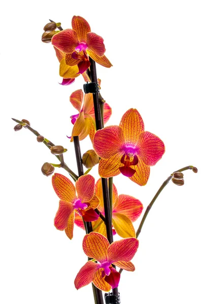 Phalaenopsis Orchid Flowers White Background Close — Stock Photo, Image