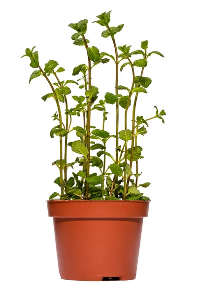 Bush Fragrant Mint Pot White Background — Stock Photo, Image