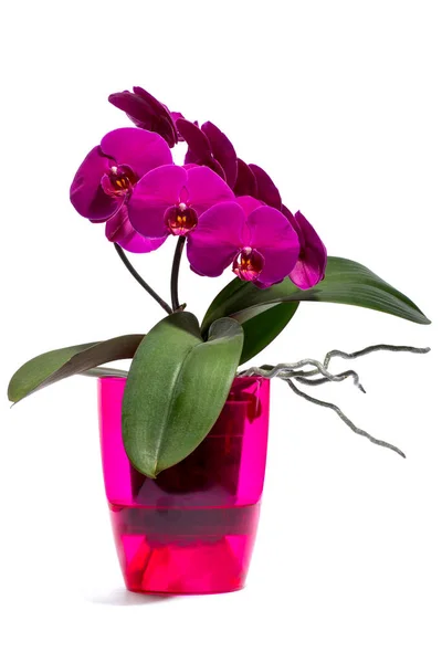 Scrub Purple Phalaenopsis Orchid Colored Pot White Background — Stock Photo, Image