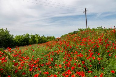 Kırsal kesimde parlak kırmızı gelincikler elektrik hattı direklerinin altında