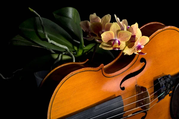 Flower Phalaenopsis Orchid Close Violin Fragment — Stock Photo, Image