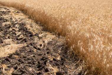 Yazın ortasında hasattan önce buğday tarlası