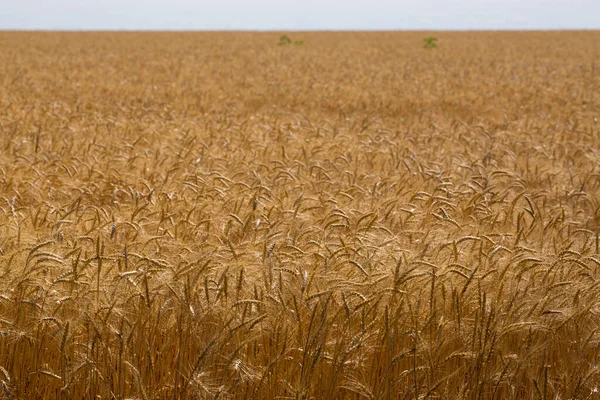 Campo Trigo Antes Colheita Meio Verão — Fotografia de Stock