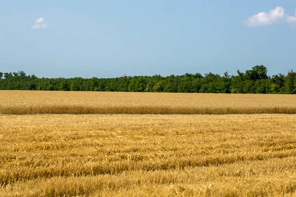 Стерти Пшеничне Поле Під Час Збору Врожаю — стокове фото