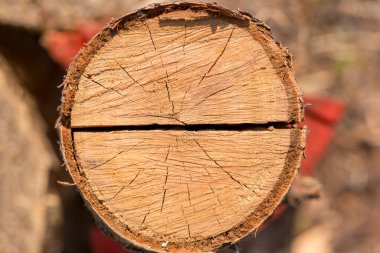 Bulanık arkaplanda ağaç gövdesini kes