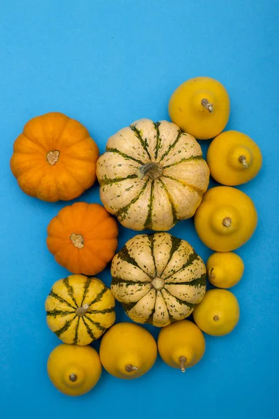 Still Life Decorative Pumpkins Top View — Stock Photo, Image
