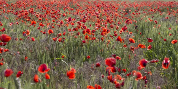 Fioritura Papaveri Campo Rosso Una Giornata Sole — Foto Stock