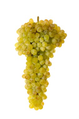 Sultana beyaz arka plan üzerinde üzüm olgun büyük demet