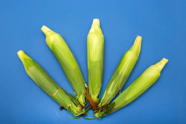 Friss Kukorica Cobs Kék Alapon — Stock Fotó